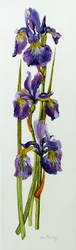 Three Irises with Leaves