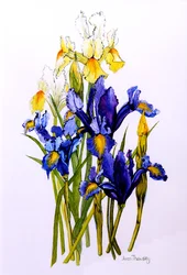 Three Purple and Two Yellow Iris with Buds