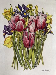 Tulips, Daffodils and Iris