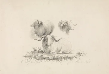 Studies of a Ram