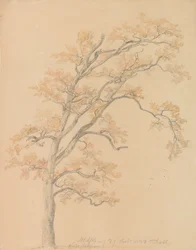 Oak Trees with Autumn Leaves, Milicz