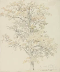 Oak trees with autumn leaves, Milicz