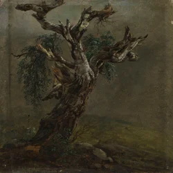 A Gnarled Birch Trunk. Study