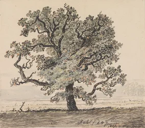 Pine Tree on a Plain