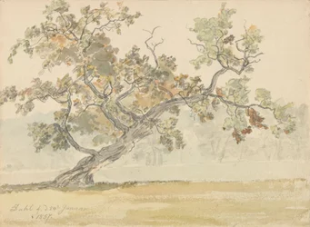 Old oak