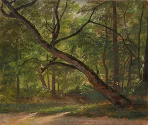 View in the Großer Garten near Dresden
