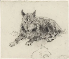 Lying Shepherd Dog