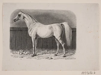 A Horse