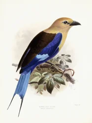 Bluebellied Roller, 1893