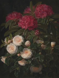 Camellias and Rhododendrons