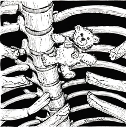 Skeletal Teddy Bear