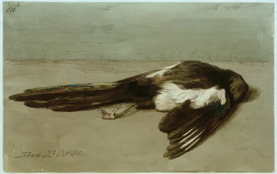 A Dead Magpie