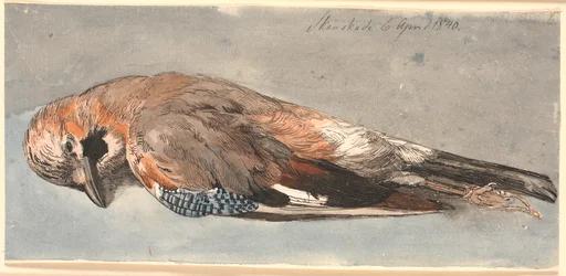 A Dead Jay