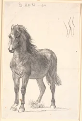 A Standing Foal