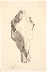 Deer Skull