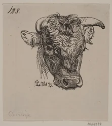 Head of a Young Bull