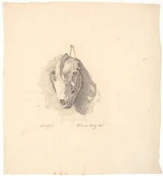 Dog Skull