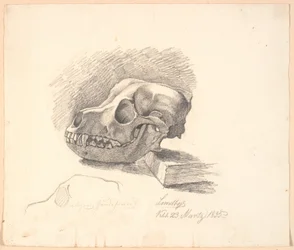 Dog Skull. Below, Unfinished Study of the Same Subject