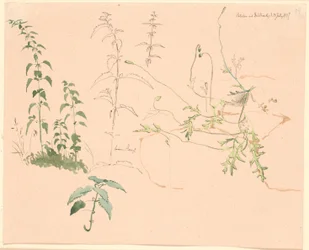 Plant Studies