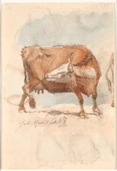 Red Cow Licking Its Right Hind Leg