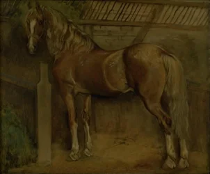 Sixteen-Year-Old Stallion of the Knabstrup Breed
