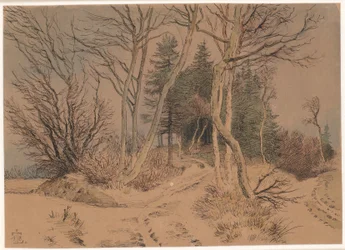 Snow-covered Roads between Spruces and Bare Trees