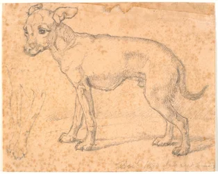 Standing Dog