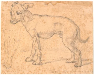 Standing Dog