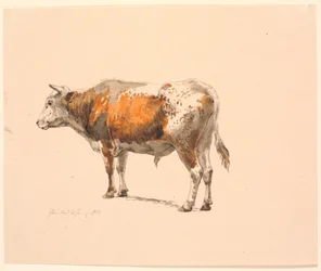 Standing Red-Spotted Bull, Facing Left, Seen from Behind