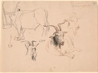 Study of an ox and two studies of goat heads and one of a lying goat