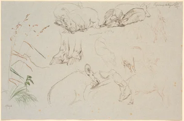 Study Sheet from Vognserup. Various Studies of Pigs. A Study of a Pair of Horse Hooves. A Study of a Dog