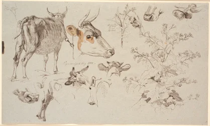 Study Sheet from Vognserup. Left: a standing cow seen from behind, various detail studies of cow heads, and right: a dock and in the middle a thistle
