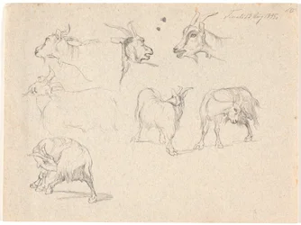 Studies of Goats