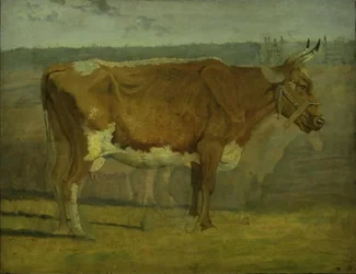 Study of a Cow
