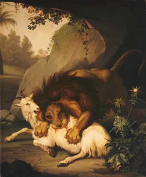 A Lion attacking a Goat