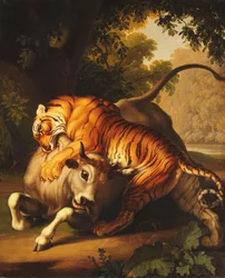 A Tiger Attacking a Bull