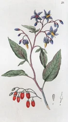 Bittersweet (Solanum dulcamara)