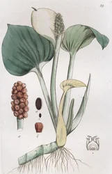 Bog Arum Calla palustris