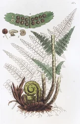 Male Fern Dryopteris filix-mas