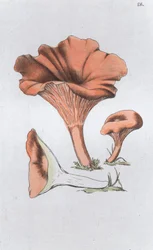 Merulius cantharellus