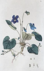 Sweet Violet Viola odorata