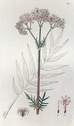 Valerian Valeriana officinalis