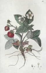 Wild Strawberry Fragaria vesca