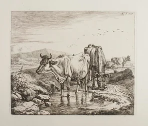 Cattle by a Water Hole