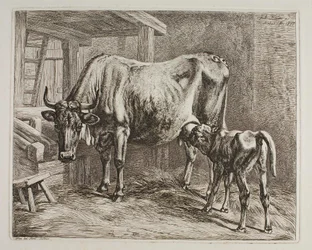 Cow with suckling Calf