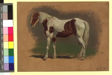 Horse Study