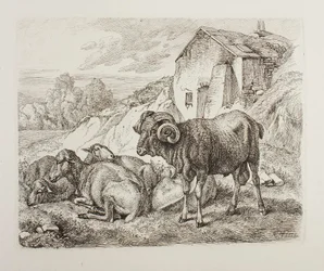 Ram and Sheep Behind a House