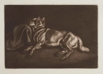 Spitz-Type Dog