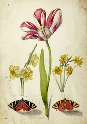 Tulip, Narcissus and Butterflies, c. 1660