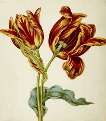 Tulip